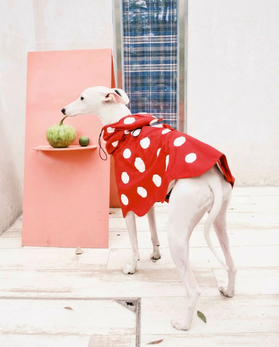 Cute Polka Dot Dog Raincoat